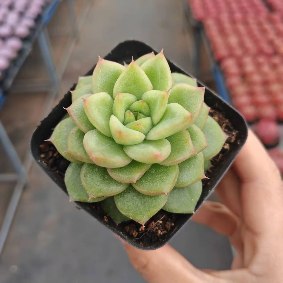 7#绮罗小扇多肉植物   前男友精品多肉SM906