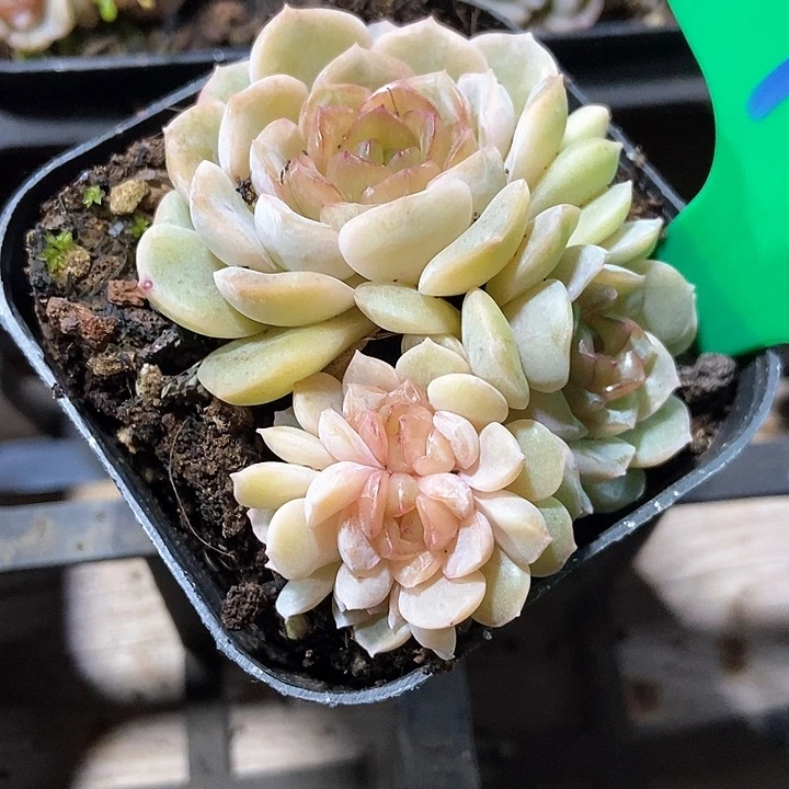 多肉植物融晶790