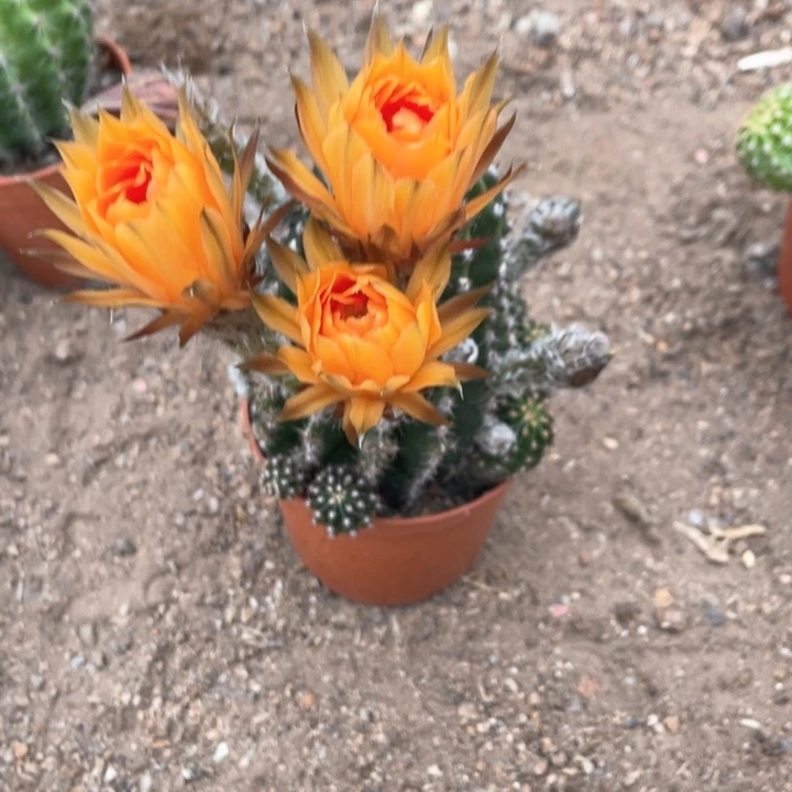 天*覃实生金刚图片这个