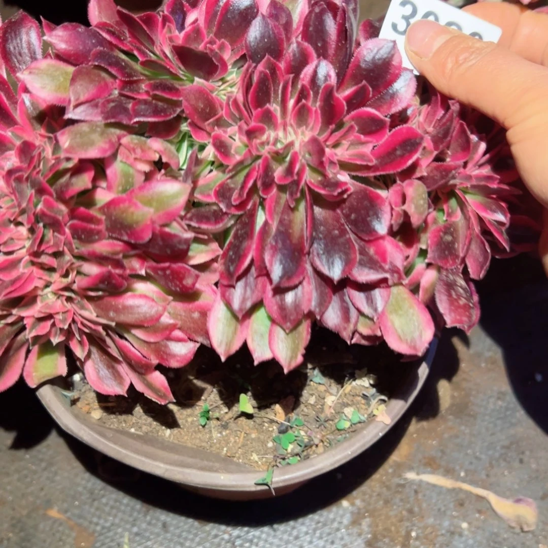 3080 号多肉植物法师新年福利