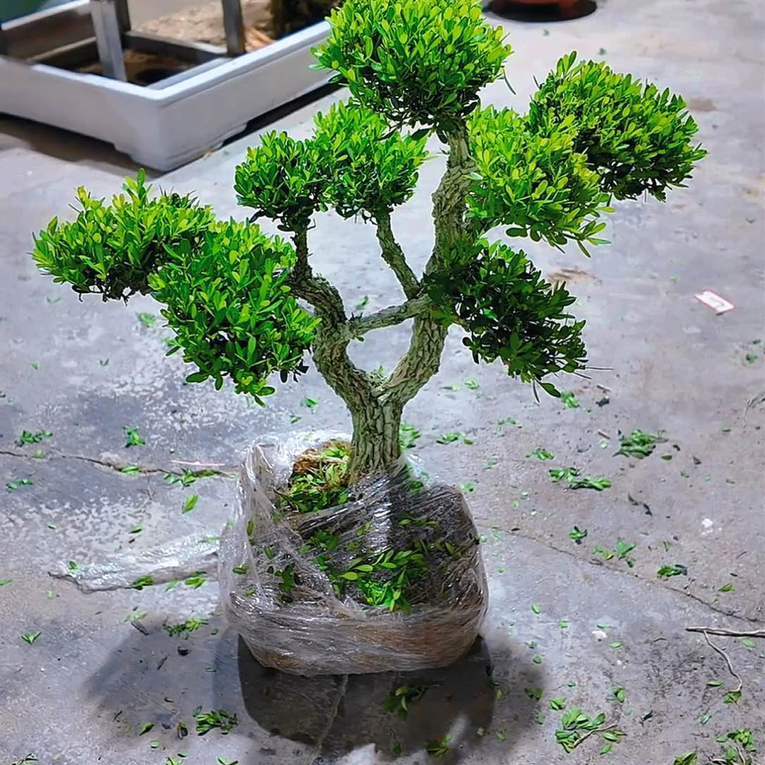 无花朵广东雀舌雀舌