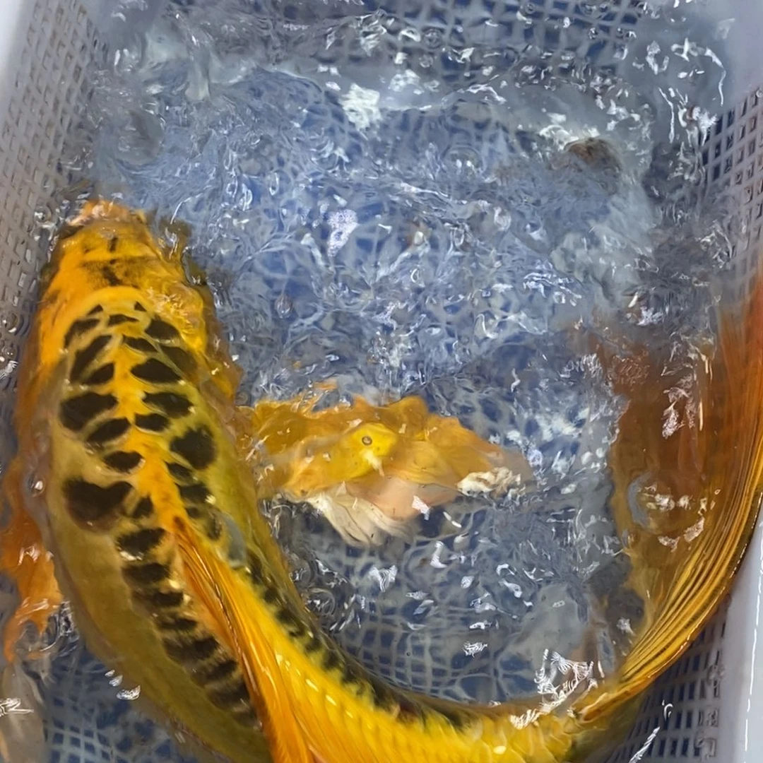锦鲤冷水锦鲤包邮
