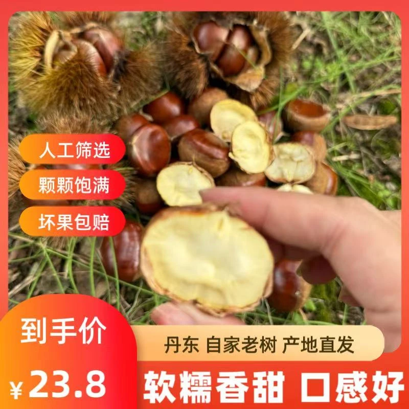 【顺丰包邮升级果王】新鲜生板栗甘甜清脆非油栗子坏果包赔