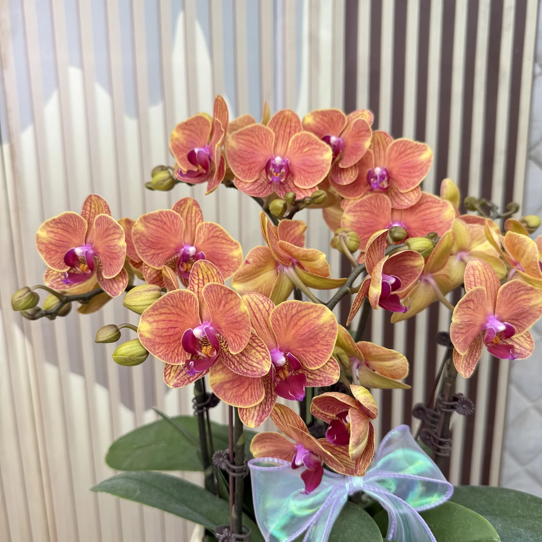 组盆装【吉利】高品质蝴蝶兰 带花带苞发货 6-7个月花期