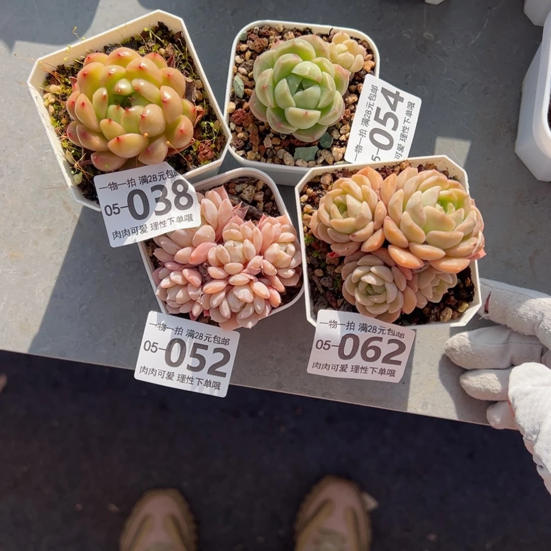 M****J多多肉多肉