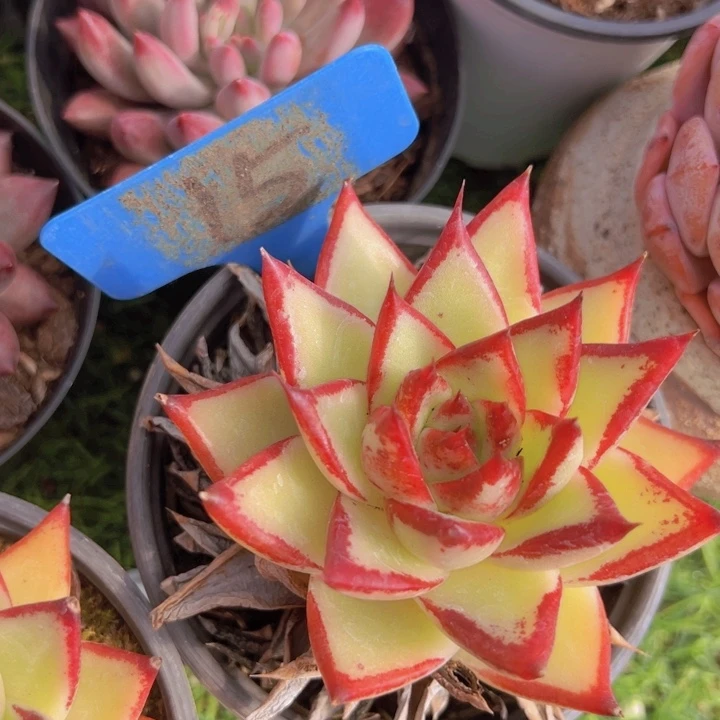 健健康康平平安安