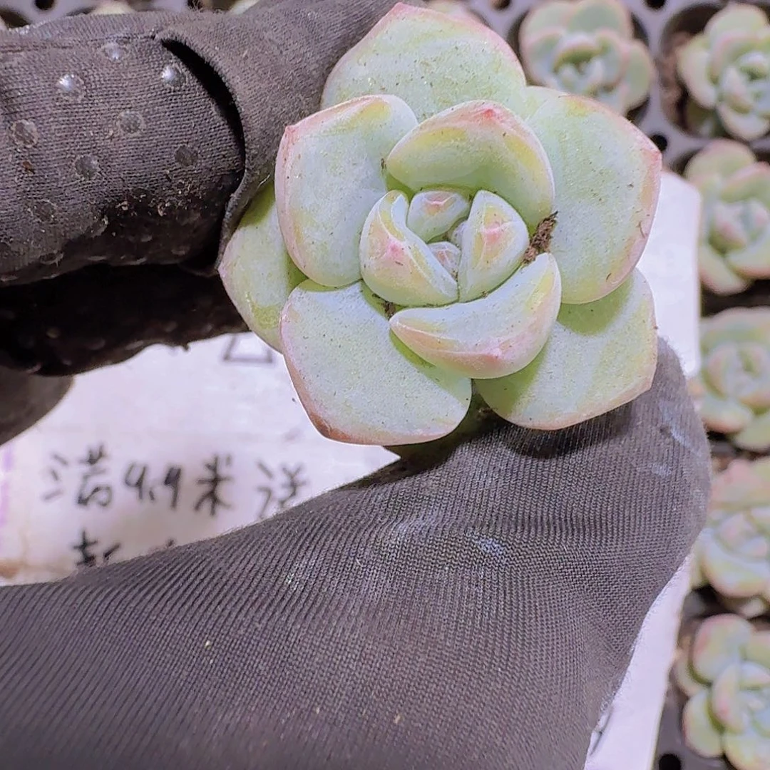 精品轰动两颗一组