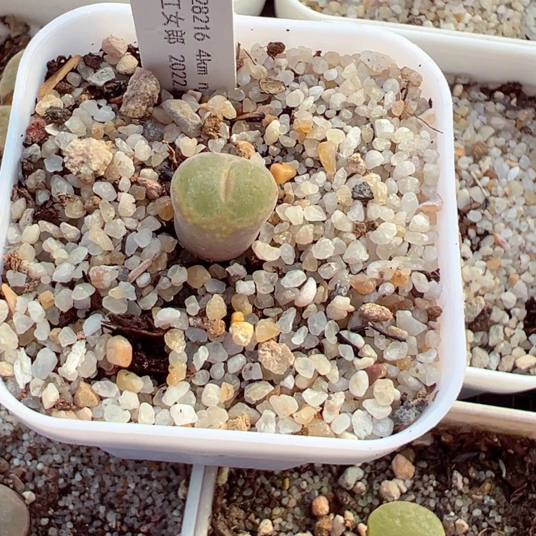 麦***跳114-323.我是真的不多肉