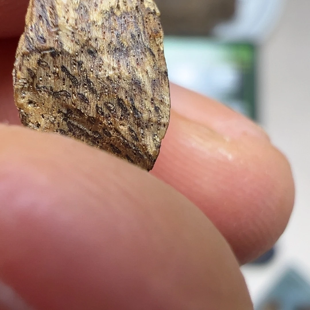 蜡***-沉香碎屑沉香香港土熟包头0.5g