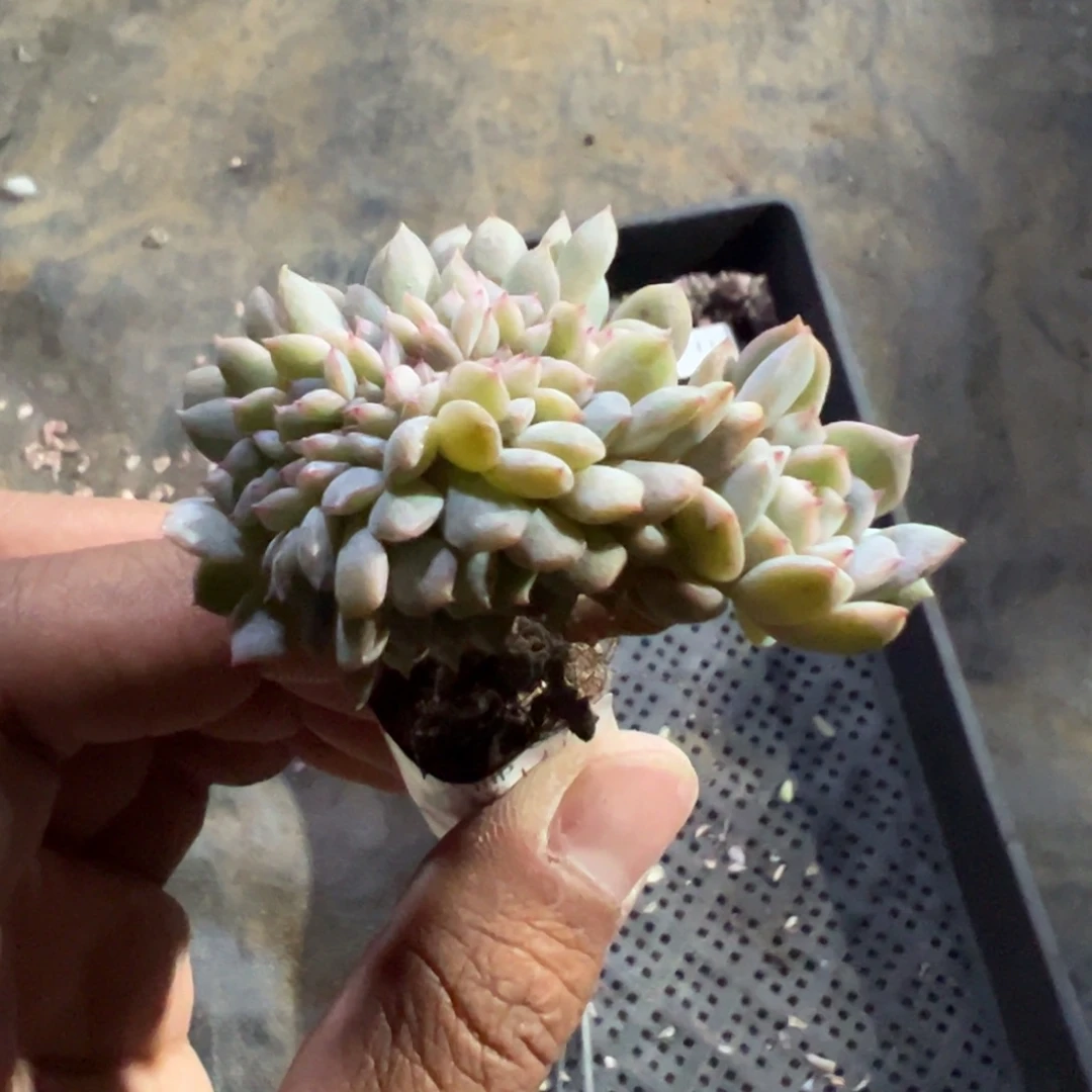 215号草莓冰沙糖心缀一物一拍满18包邮