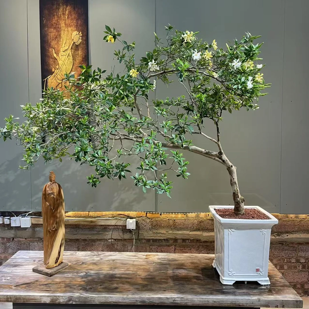 精品老桩海岛栀子花盆景美观雅致