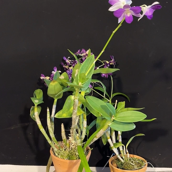 当前无花朵，栽培后可花朵YAX中奖1126