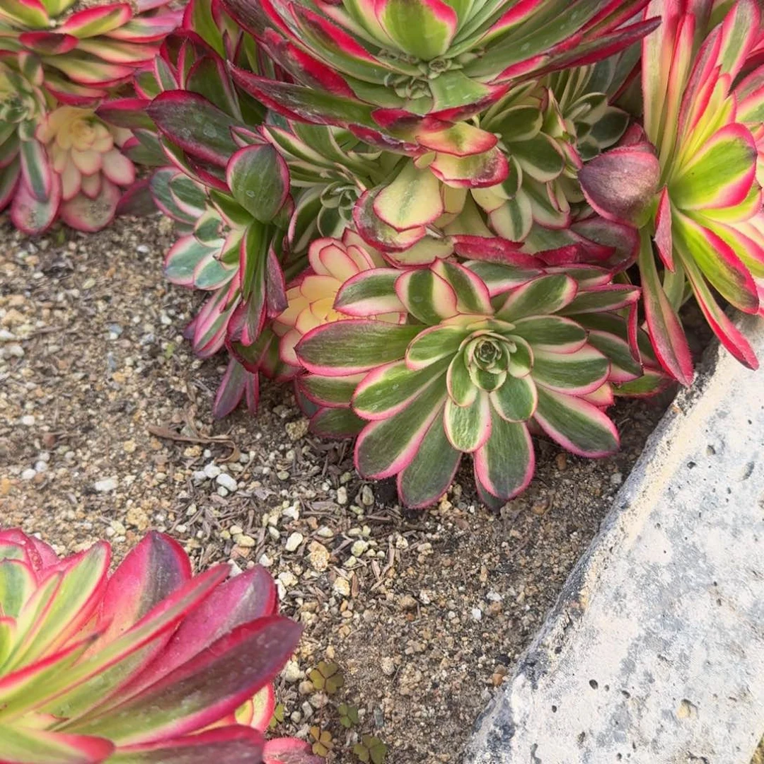 微*1252荔枝到秋天。多肉植物