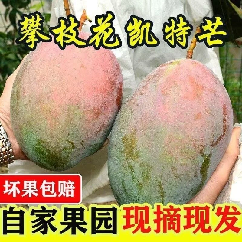 攀枝花凯特芒果现摘现发酸甜多汁香味浓郁的新鲜水果非澳芒苹果芒