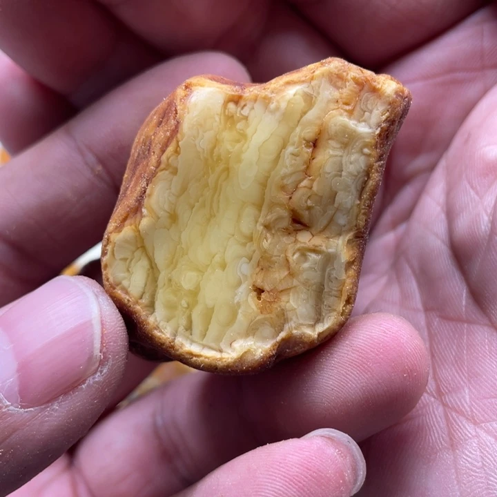 定制琥珀未镶嵌小**学琥珀蜜蜡原石定制