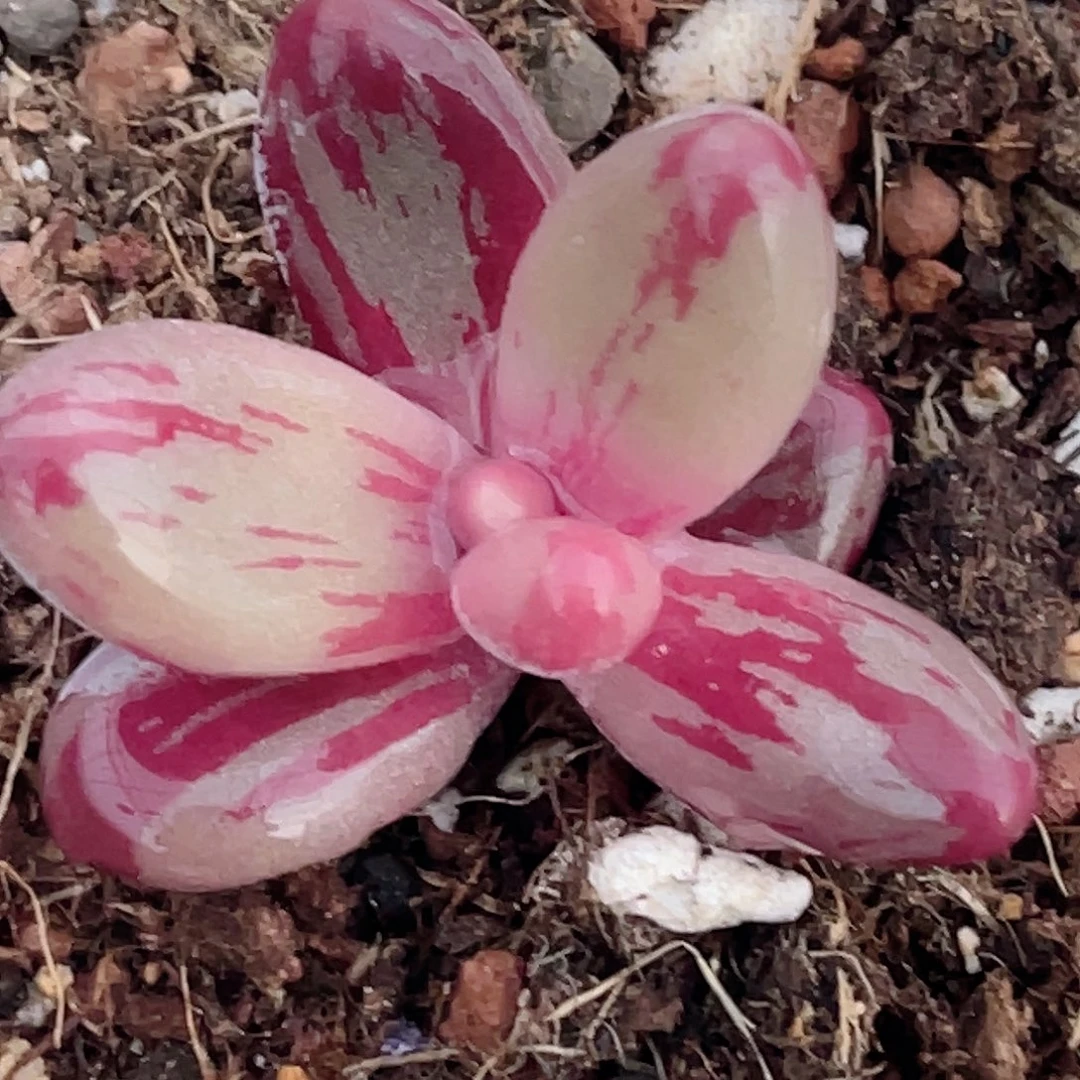 尚品园艺福利锦头盖7919