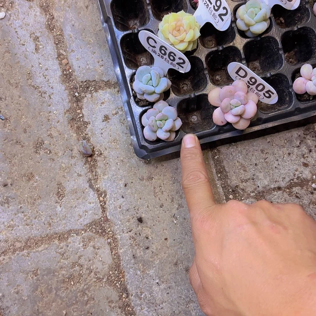 小*?C662雪宝宝一物一拍