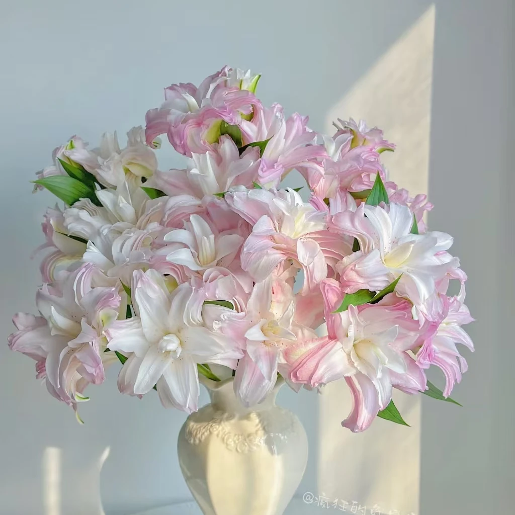 【女神重瓣百合】云南基地现采现发稀有AA级百合顺丰包邮到家