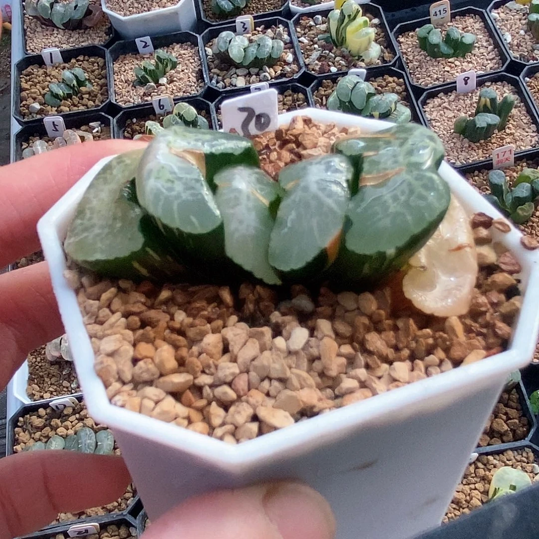红陶30号碧峰玉扇锦一物一拍