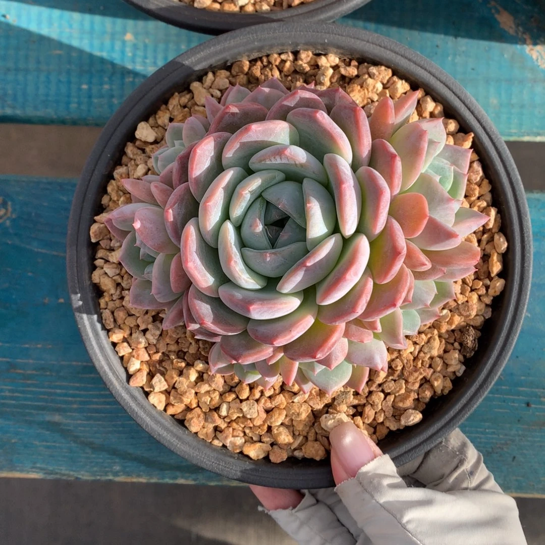 厚梦 手捧 一颗