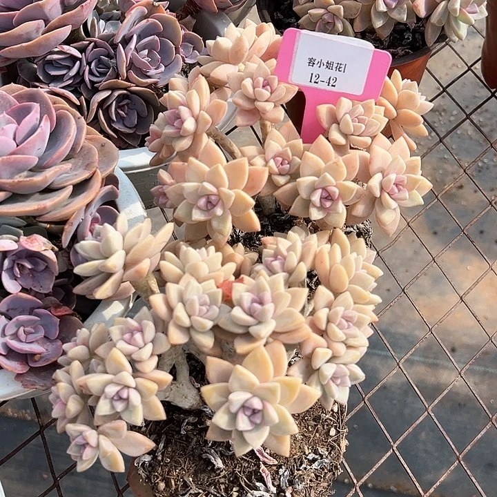 12.42高茶一个脱土