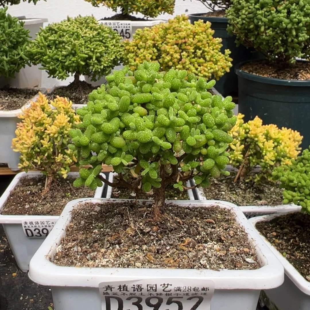 d3952金桔糖球枝干