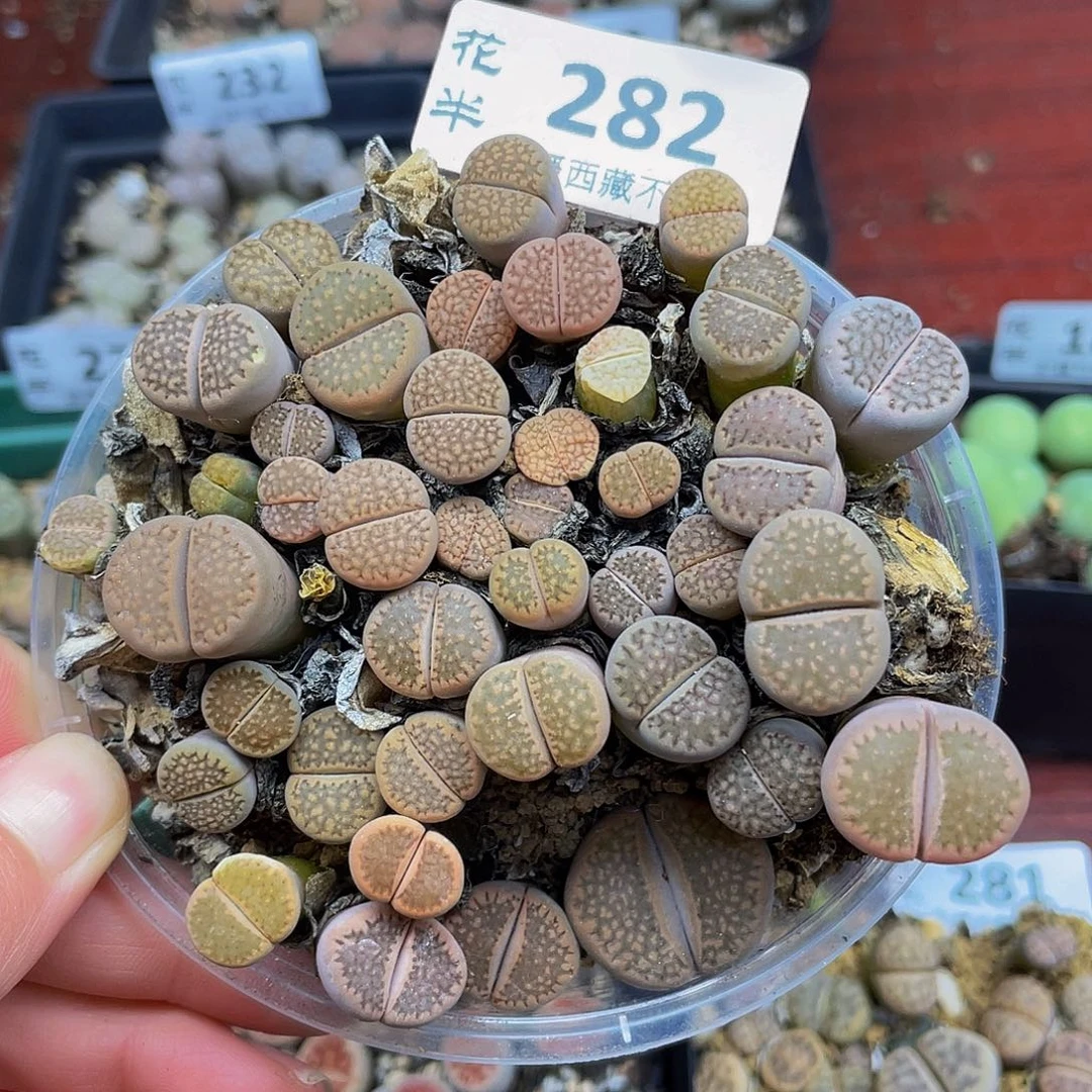 2820000000花怪他花怪啊花花