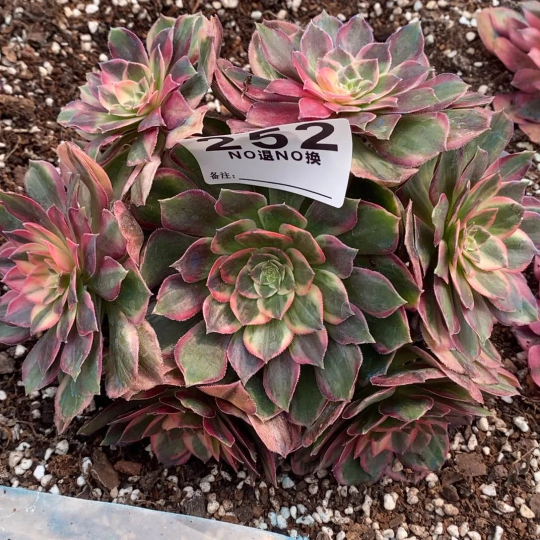 252多肉黑魔法师一个