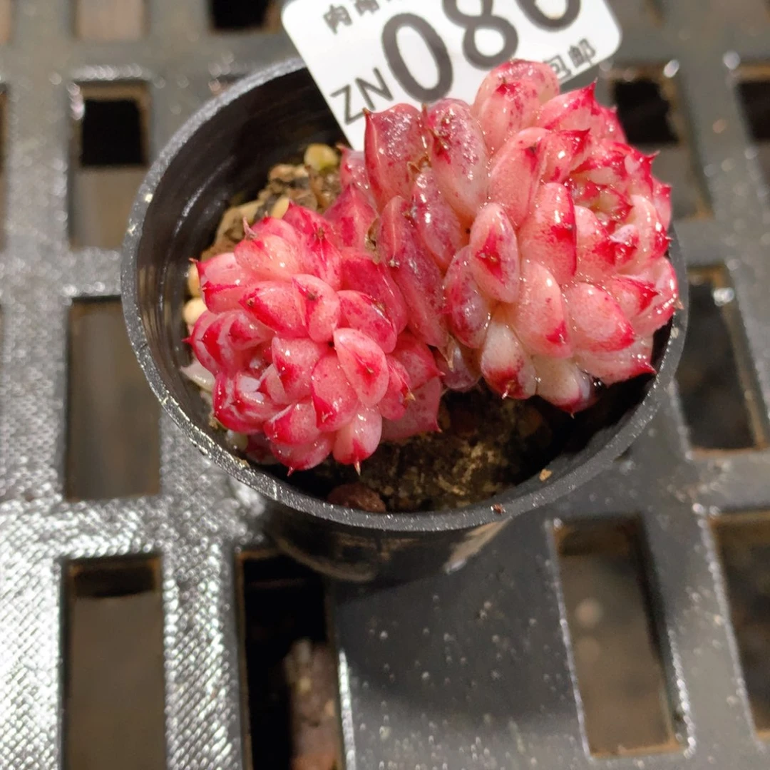 肉萌萌拇指盆精控多肉ZN086