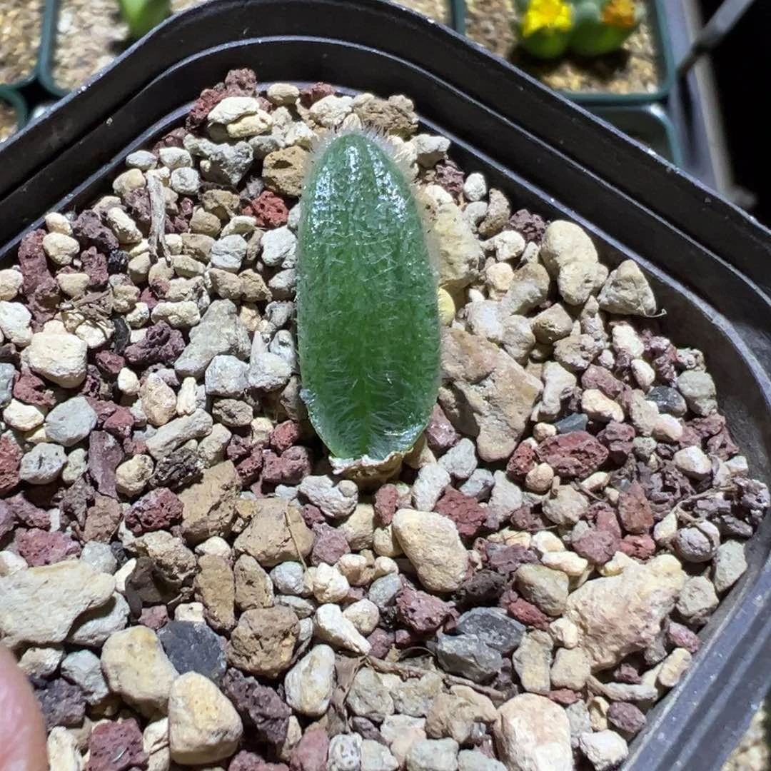 弹簧草，可带盆发货，