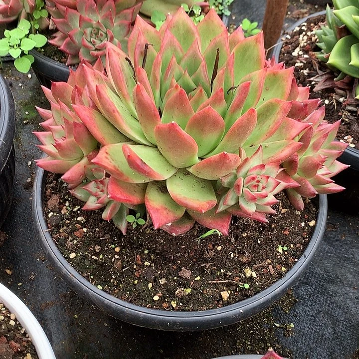 处理特价活动开始啦