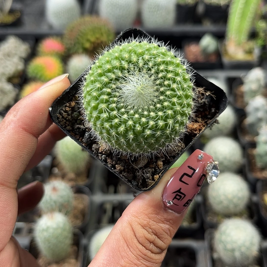 青雪光单头发货单头发货