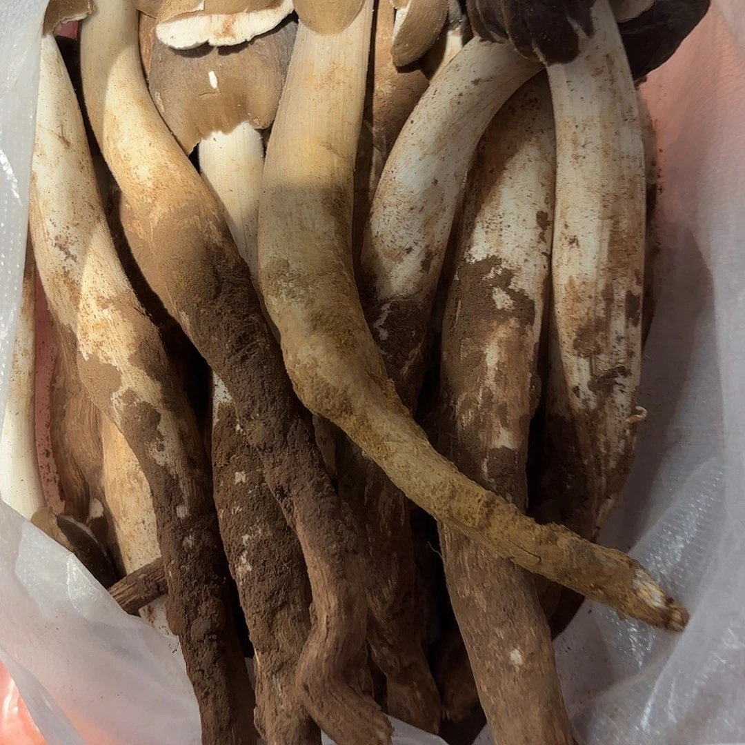 遇***好云南南华野生菌中国大陆