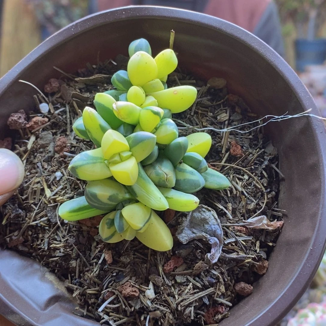 小*A137号鹿角海棠锦