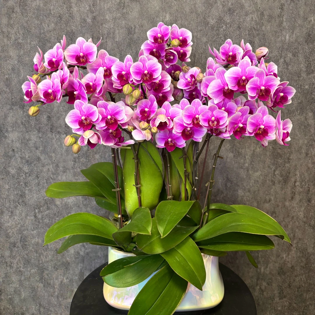 【粉公主-蝴蝶兰】高端鲜花 定制款 易养花期长 送礼 家居摆件