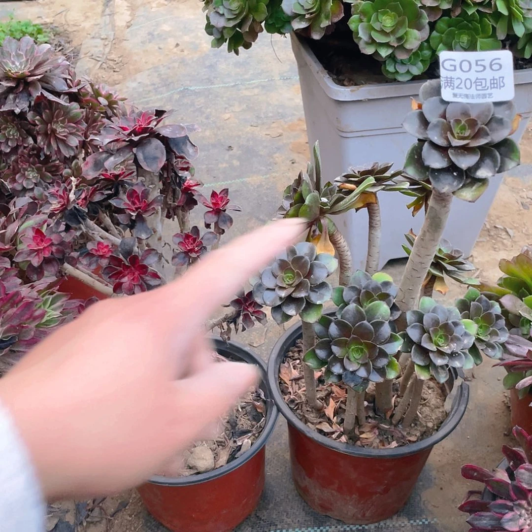 你**向56组合多肉后深根小损不包