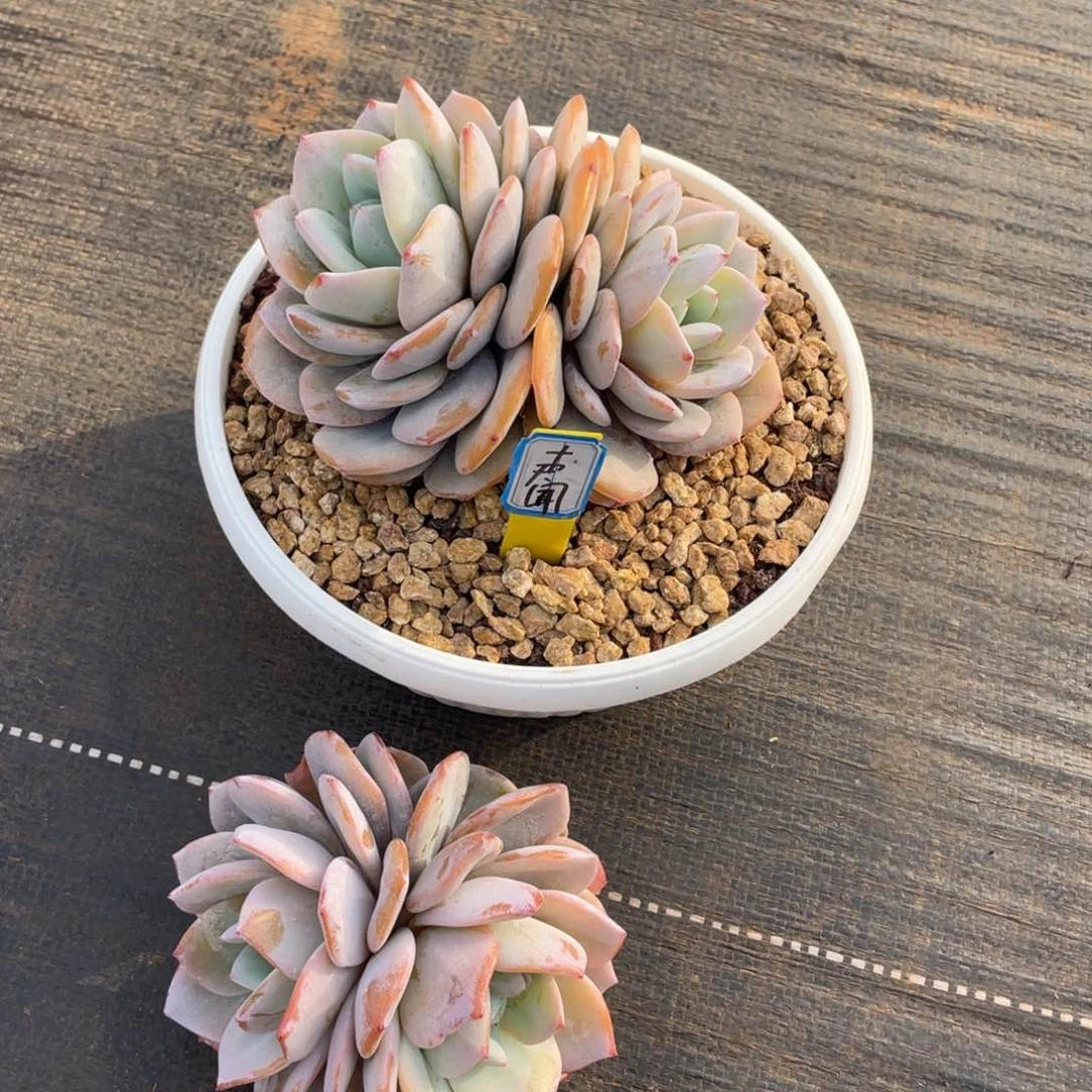 声*姐姐真的要笑疯狂