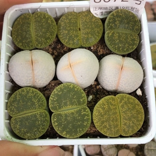 8672，开播福利母本