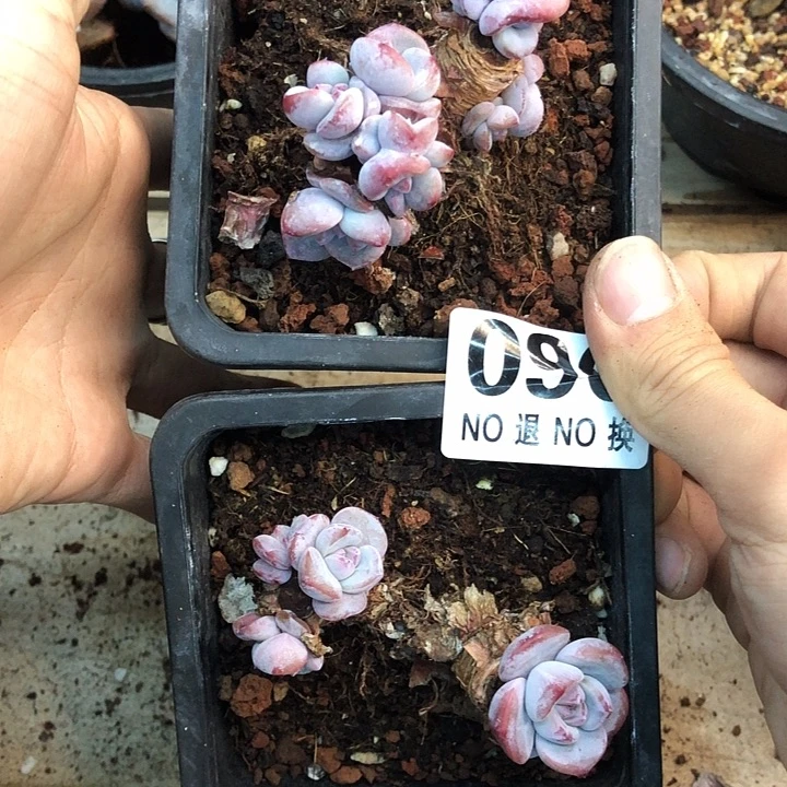 星影石榴籽福利出咯 090