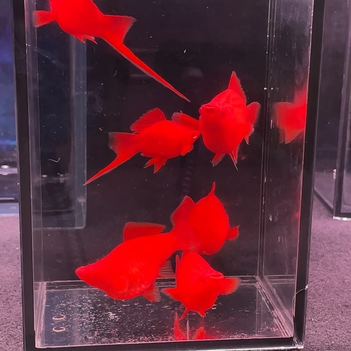 海水鱼精品红箭球