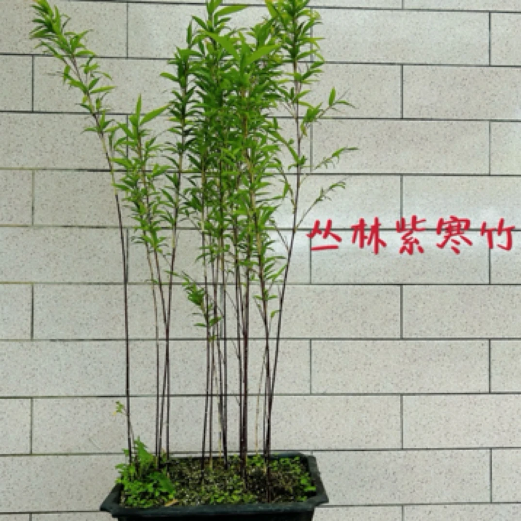 丛林紫寒竹 紫气东来竹 紫黑色竹杆 室内阳台桌面绿植盆栽