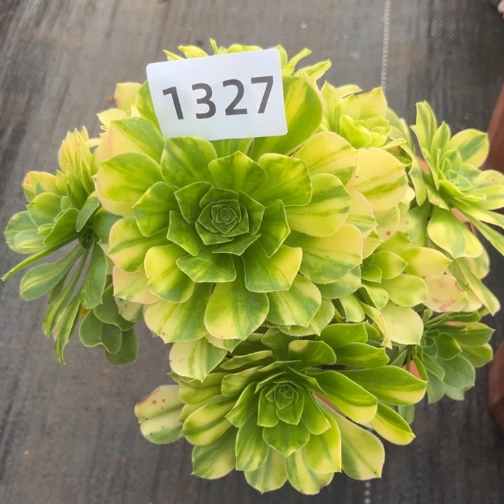 五彩琉璃特价多肉