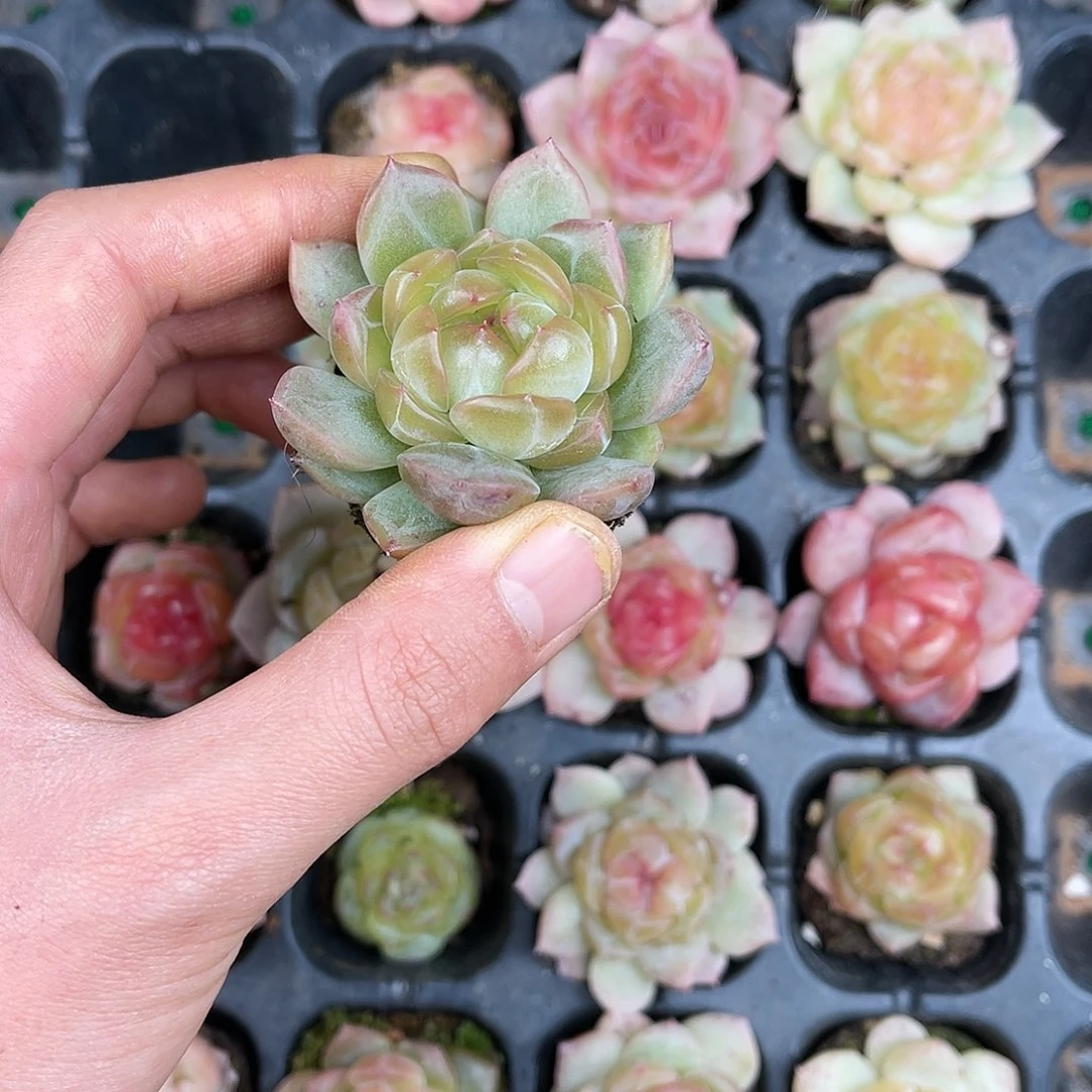 多肉一物一拍21-85