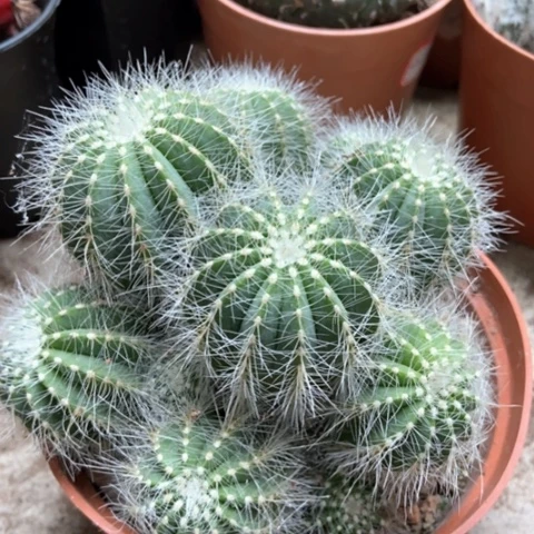 银光仙人球12米仙人球