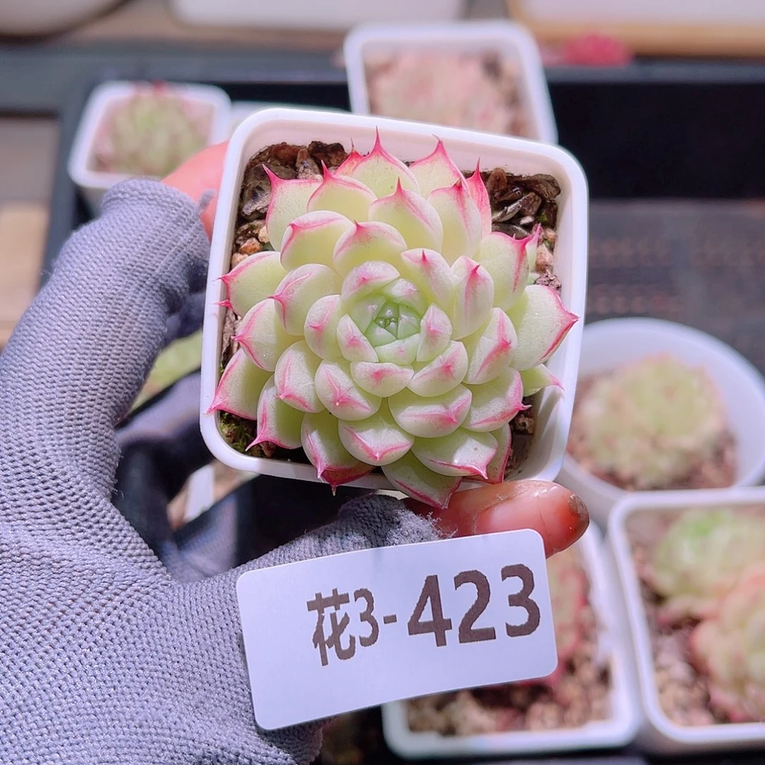 花03-423海王带仔