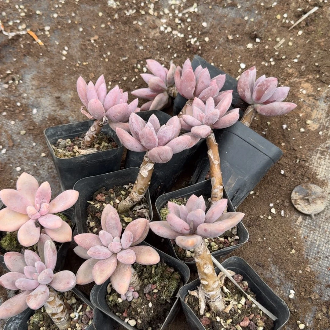 桃蛋杂交杜里万一颗量拍29-14左九