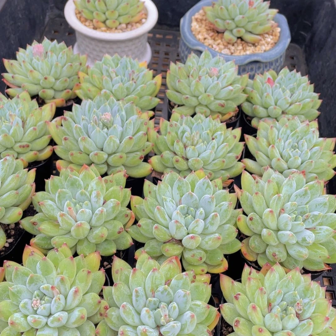 量拍30号 如雪美人单头一个