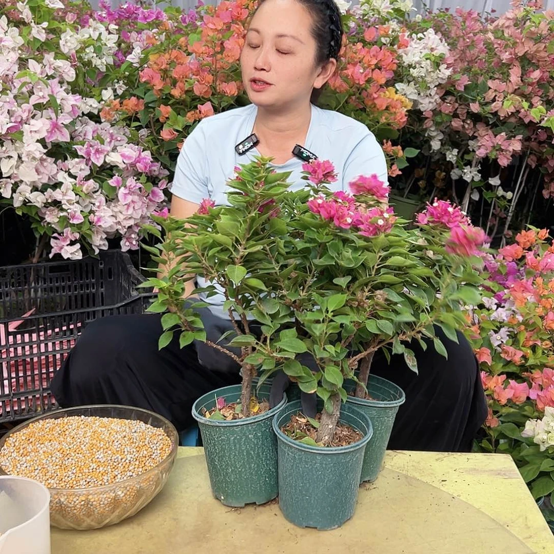 当前无花栽培后可以开花塔紫掌中宝一棵