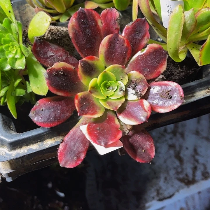 欧佳丽带土球5公分以上9.9包邮