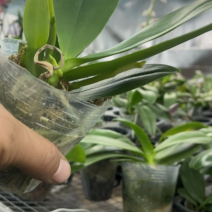当前无花栽培后可以开花香水黄金